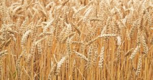 Pšenica a jej sadba
